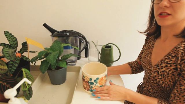 100% skuteczne, Twoje rośliny domowe Ci podziękują VLOG podlewanie roślin dużngla w domu TO DZIAŁA! смотреть онлайн
