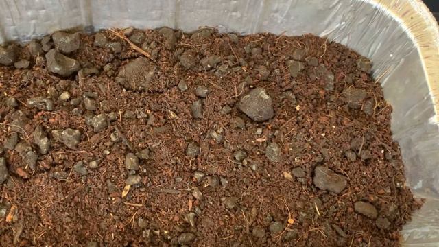 Germinating Succulent Seeds From My Garden смотреть онлайн