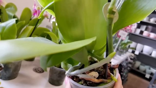 ЭТО НЕ ШУТКА! ВПЕЧАТЛЮ! ДО СИХ ПОР ХОЖУ С ВЫПУЧЕННЫМИ ГЛАЗАМИ! ХОЧУ ВСЁ! НОВЫЕ ОРХИДЕИ В СЦ. смотреть онлайн