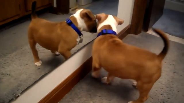 Рыжая собака! смотреть онлайн