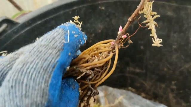 Укрытие на зиму "ПОКРЫВАЛО" для растений в горшках. смотреть онлайн