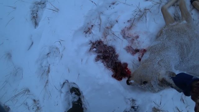 Моя первая охота на косулю. Готовим мясо в русской печи смотреть онлайн