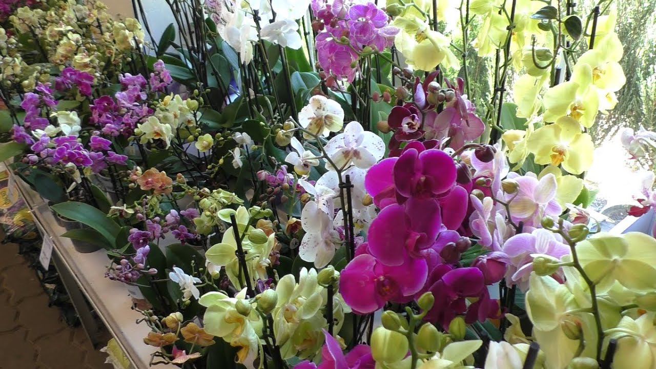 ПОЛНЫЙ ВОСТОРГ! ЯРКИЙ стенд с орхидеями в СЦ. ВОТ ЭТО Я ПОПАЛА! смотреть онлайн