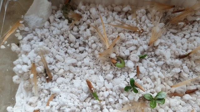 Всходы адениумов из своих семян! Удивил! #adenium смотреть онлайн