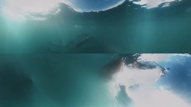 Dolphin Dive VR / 360 Wild Dolphin Experience Wales смотреть онлайн
