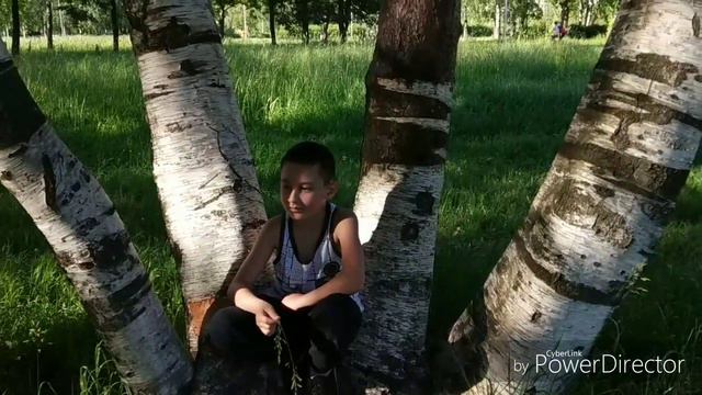 Полюстровский парк, березки и ромашки смотреть онлайн