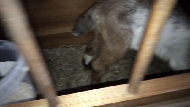 Ящик для козленка из старого комода. смотреть онлайн