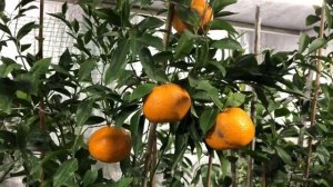 Почему опадают листья на цитрусах? Причины? Как помочь?