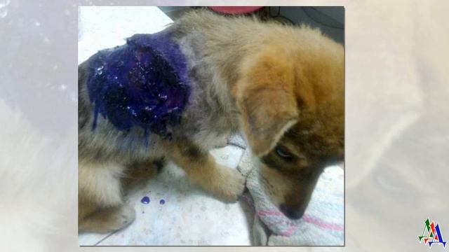 Спина ЩЕНКА была буквально РАЗРУБЛЕНА, его жалобный плач стоял в ушах прохожих, никто так и не помо смотреть онлайн