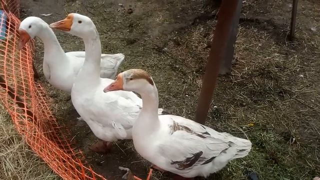 Гусыни сели на яйцо. смотреть онлайн