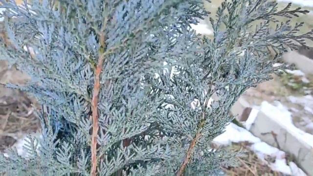 Неприхотливые сорта кипарисовиков, в которые я влюбилась | Кипарисовики в саду