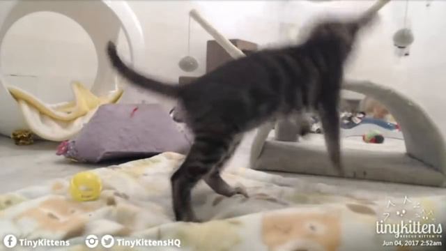 Tiny Kittens Corsica Kittens Have Feisty Play Time 6 4 2017