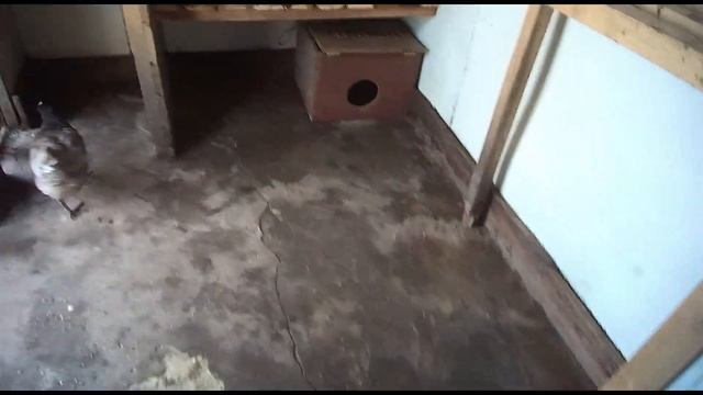 Про курятник построенный своими руками, после пяти лет его эксплуатации.