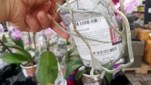 ?ОБИ?Уценка Комнатных Цветов?Приятный Сюрприз в уцененном папоротнике❤ смотреть онлайн