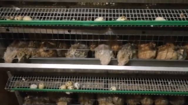 Феникс золотистый 35 дней. Стоит переплачивать за корм?