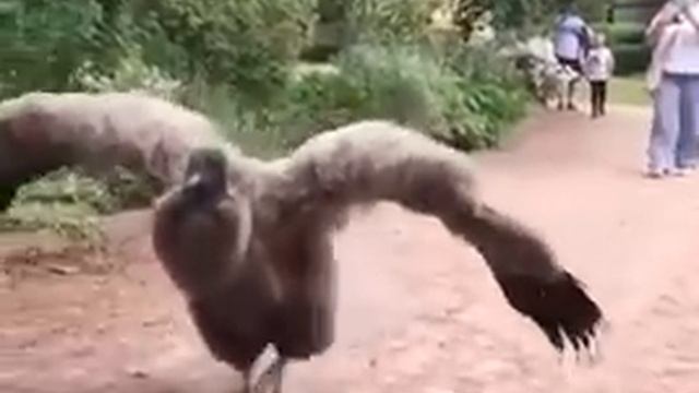 Andean Condor Vulture смотреть онлайн