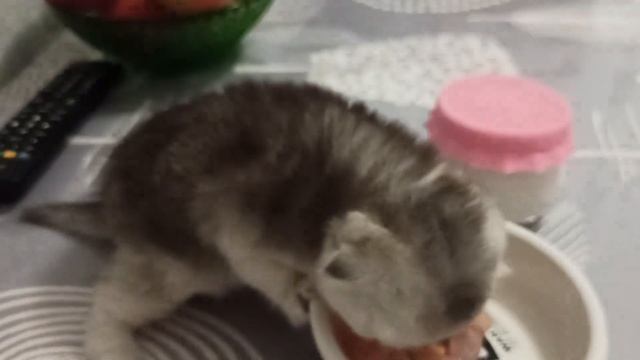 Как едят котята свою первую твердую пищу