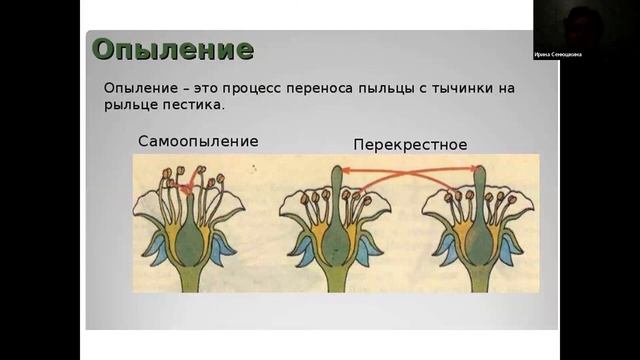 ЕГЭ по биологии. Занятие 7. Строение цветка. Типы опыления. Плоды и семена смотреть онлайн