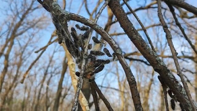 Непарный шелкопряд в Ульяновской области смотреть онлайн