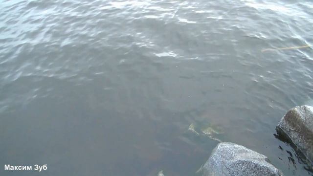 Подводная охота.Река Днепр. Spearfishing