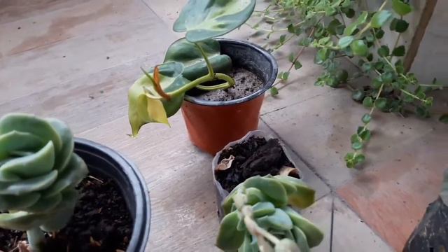 Small plant tour .succulent, pink coloured plants. смотреть онлайн