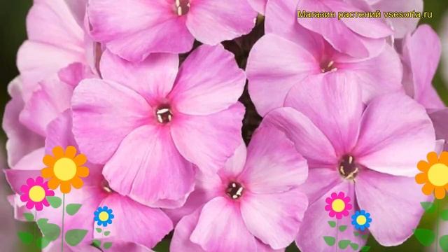 Флокс метельчатый Пинки Хилл. Краткий обзор, описание характеристик phlox paniculata Pinky Hill смотреть онлайн