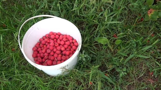 Боярышник. Как выглядит и как мы его собираем - август 2017 год Крым посёлок Гвардейское смотреть онлайн