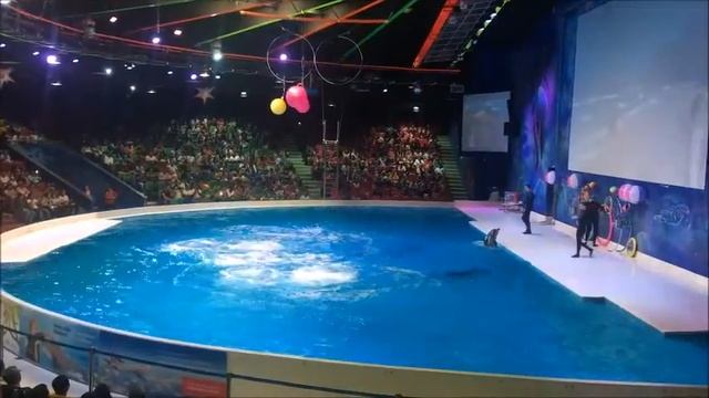 Dubai Dolphinarium #Dubai,#DubaiDolphinarium смотреть онлайн