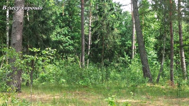 В лесу хорошо / Good in the forest. смотреть онлайн