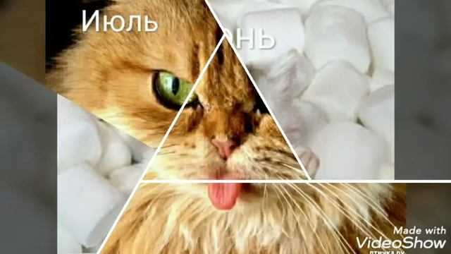 Какая ты кошка по месяцам🌜 смотреть онлайн