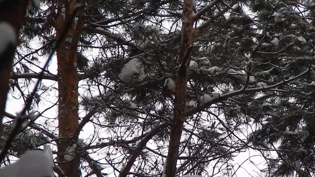 Сосновый лес зимой. Дятел. смотреть онлайн