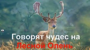 KARAOKE Лесной Олень КАРАОКЕ mp4
