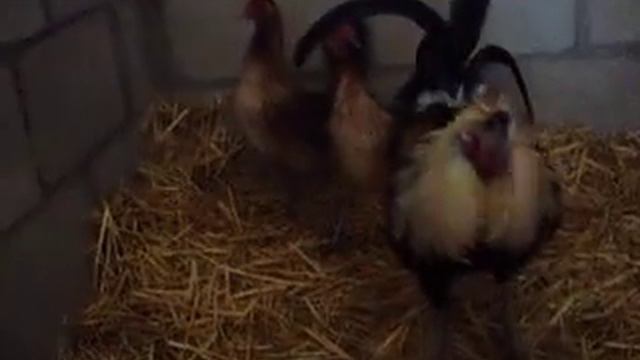 Gallo F.E. Grey Hatch & Pollas Marshall Beard Hatchs смотреть онлайн