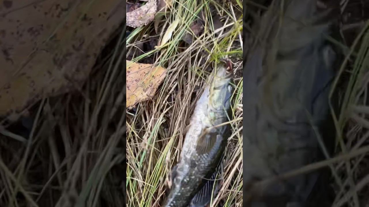 Хожу и ищу ротана #ротан #рыбалкакстово #плотва смотреть онлайн