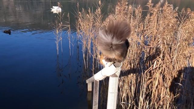 Простое решение. Чтобы котам было удобно! смотреть онлайн