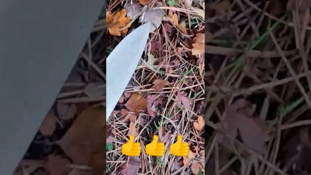 лес ? грибы! крым Феодосия смотреть онлайн