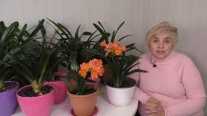 КЛИВИЯ. СЕКРЕТЫ СОДЕРЖАНИЯ. Мои цветы. Мой опыт.