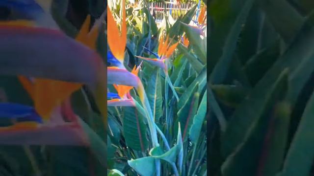 Birds of paradise💛🧡 смотреть онлайн