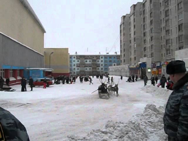День оленевода в Воркуте, гонки на оленях. (04.11.10) смотреть онлайн