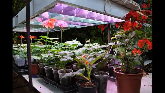 Н. Дементьев.. Рассада. Дополнительное освещение в зимний период смотреть онлайн