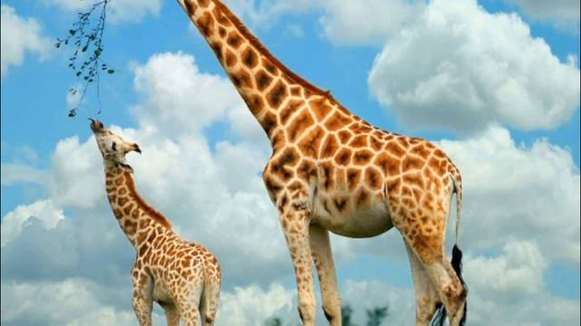 Прибрежные авантюры