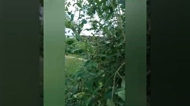 Жимолость садовая с'едобная - полезнейшая ягода смотреть онлайн