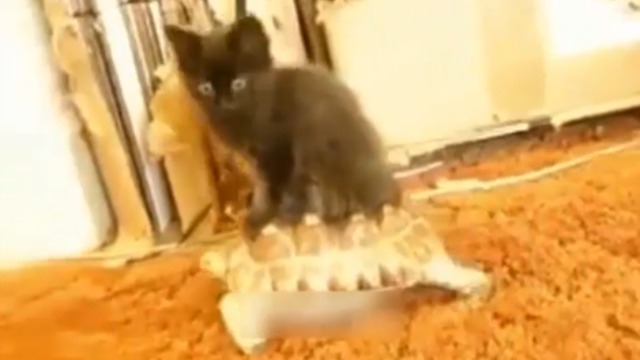 Котэ-дрифт смотреть онлайн