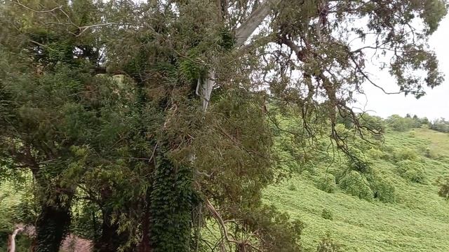 вид с балкона дачи Сталина. Новый Афон 2021 смотреть онлайн