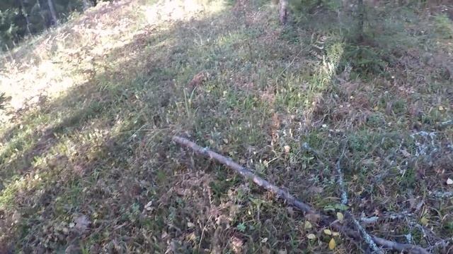 В гости к боровикам Сосновый белый смотреть онлайн