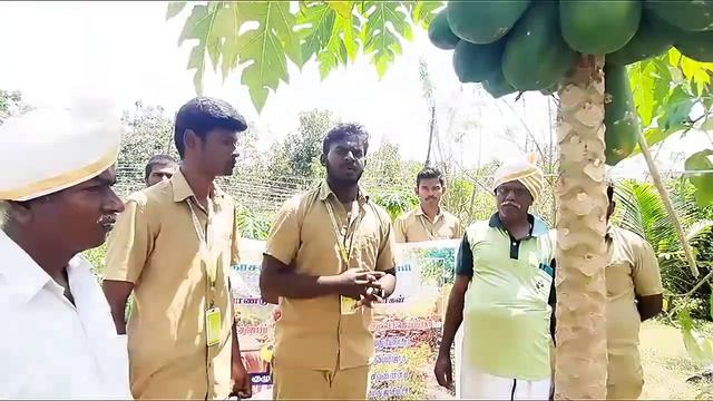 Papain Extraction | Papaya