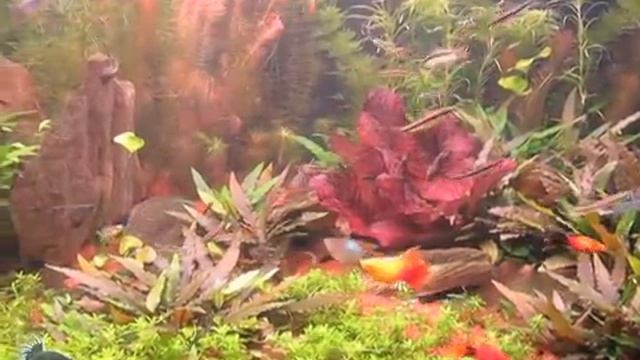 Поведение сиамских водорослеедов (SAE) в аквариуме смотреть онлайн