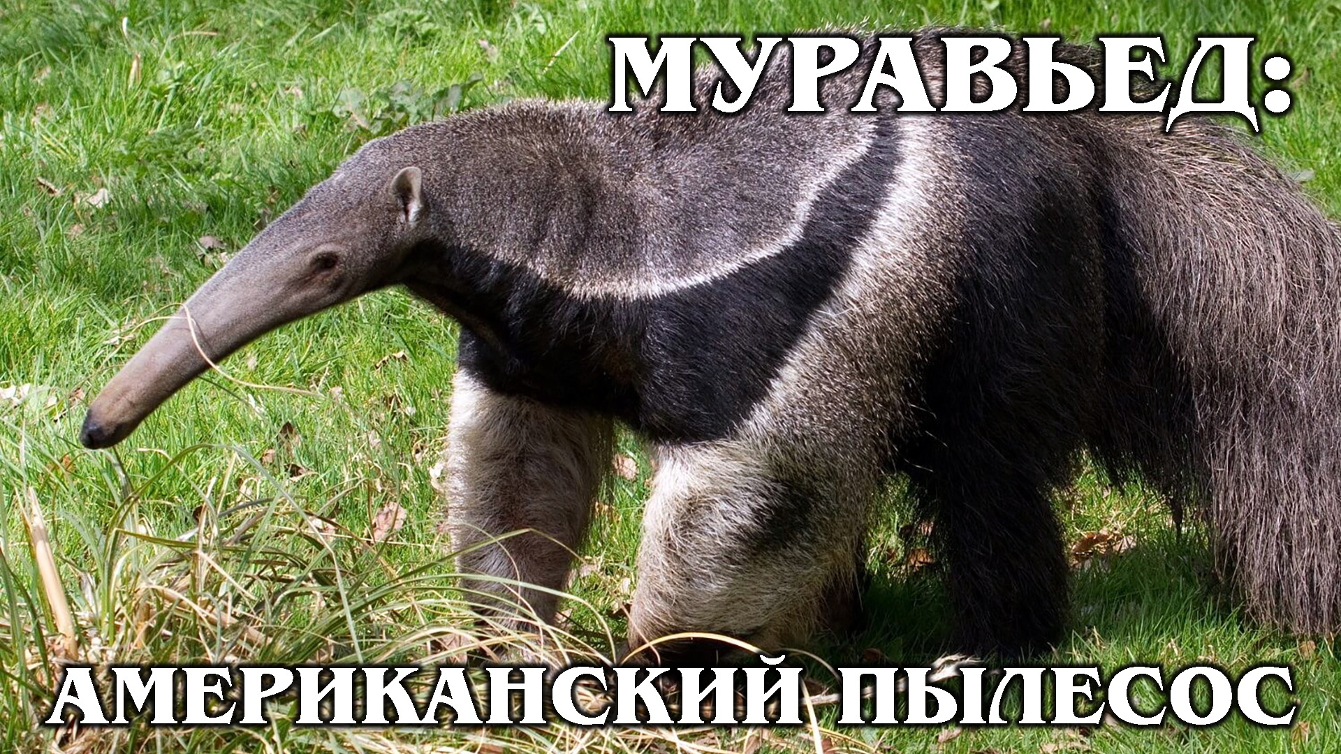 ГИГАНТСКИЙ МУРАВЬЕД: Может победить даже ягуара! Интересные факты про муравьедов и животных Америки смотреть онлайн