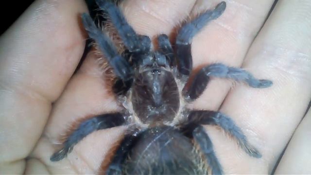 Эту неделю видосы будут выходить а следующий нет смотреть онлайн