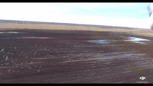 Гуси с квадрокоптер смотреть онлайн